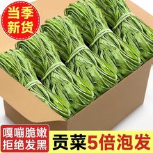 【无干燥剂】当季贡菜干农家无叶苔干菜新鲜下饭优质火锅食材批发