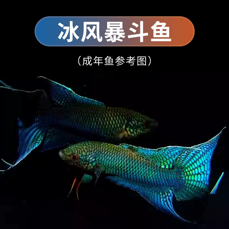 Китайский Douyu Live Рыба холодной воды Свежие водоразделостямые рыбки, устойчивые к кормлению маленьких рыб, кормление рыб