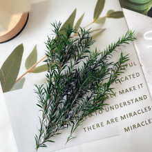 永生花千层叶万层金diy材料包绿植配叶材料保鲜礼装饰配草满天星