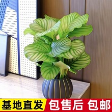 �����B�o�Ԅ���ˮ��ֲ���k���҃�����Gֲ�����ļ�����