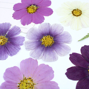Gesang Flower Persian Chrysanthemum Dried Flower Embossed Specimen Real Flower Photo Frame Baffle Table Lamp Candle Sticker Handmade DIY Material