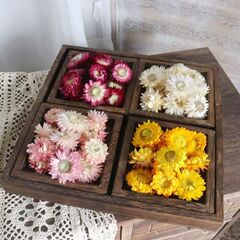 七色の菊の頭のつぼみの麦わらの菊のピンクの白い黄色の乾いた花のdiyの材料は写真の道具を飾ります。