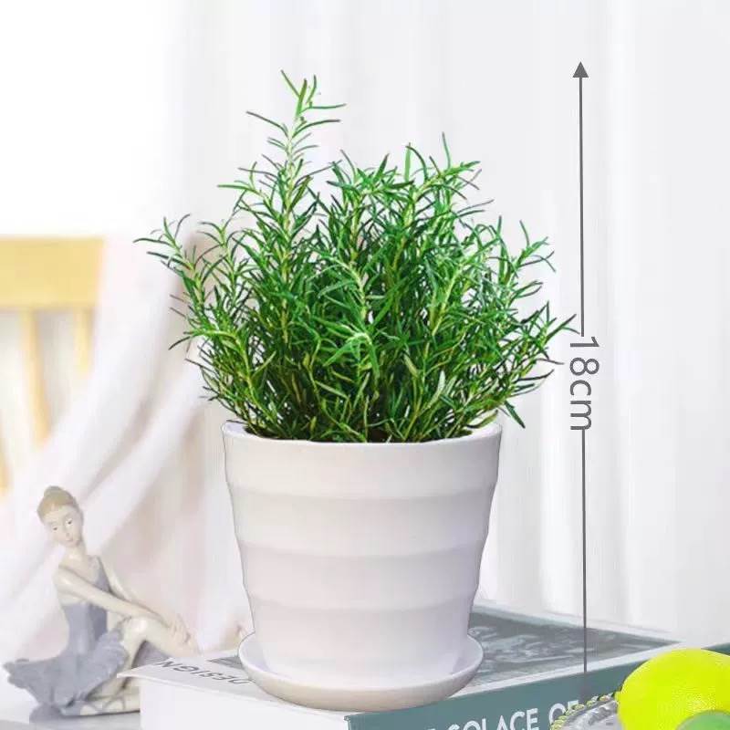 로즈마리 중간모종(백실화분) + 영양액