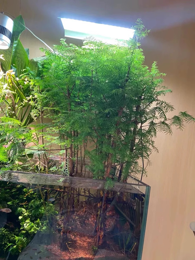 메타세쿼이아 1.2m - 1.5m 높이 3개