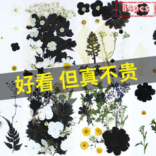 84pcs黑白干花压花材料包亚马逊热卖跨境Pressed Flower押花植物