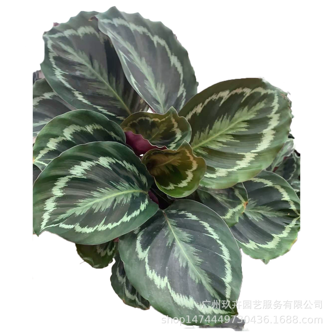 Радужная Маранта листва растение листва небольшая горшечная гостиная балкон офис Рабочий стол в горшках пейзаж зеленые растения