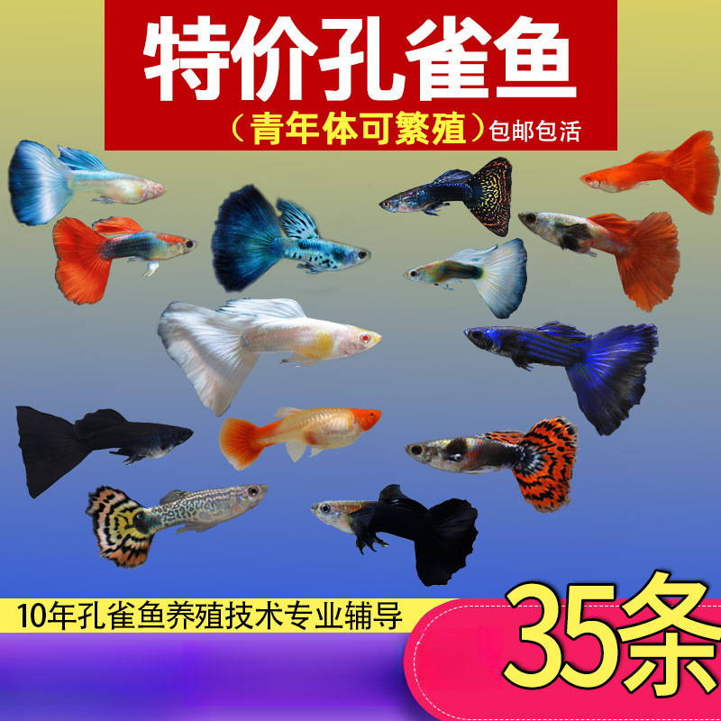Guppy Purebred Ornamental Fish Small Freshwater Easy-To-Raise Tropical Fish Cleaner Goldfish Small Fish Fry