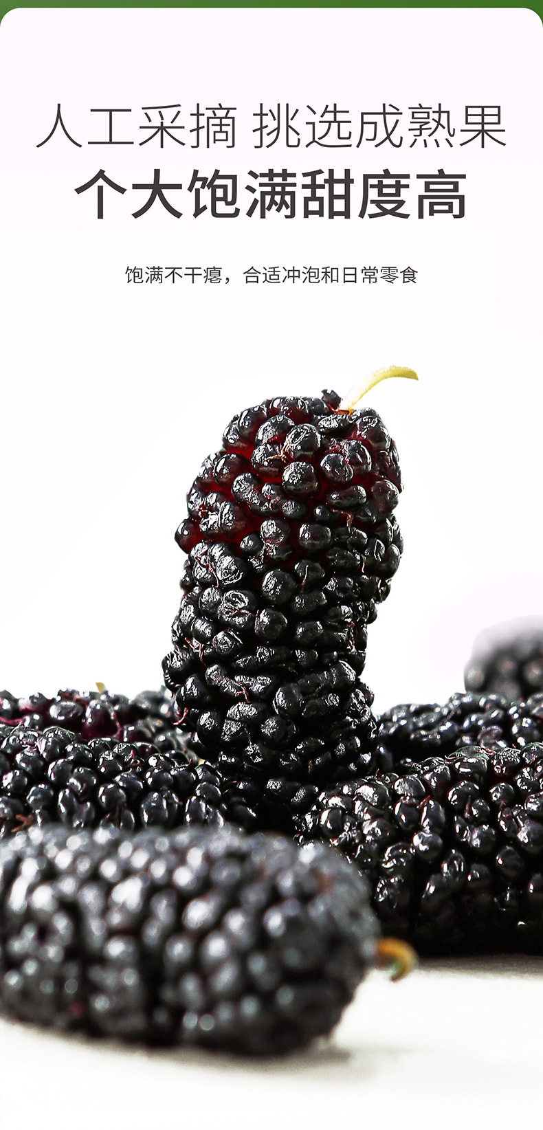 Organic Dried Mulberry Fruit 510g Round Jar Panzhihua Sang Shen Dried Mulberries for Tea and Wine quality and texture