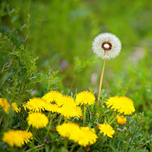 Wild Dandelion Seeds, Mother-In-Law Seeds, Four-Season Potted Vegetables, Medicinal Wild Vegetable Seeds, Health-Preserving Vegetables for Consumption