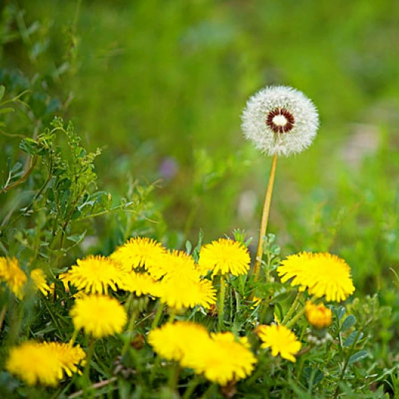 Семена дикого одуванчика, семена свекрови, четырехсезонные овощи в горшках, семена лекарственных диких овощей, овощи, сохраняющие здоровье для употребления в пищу.