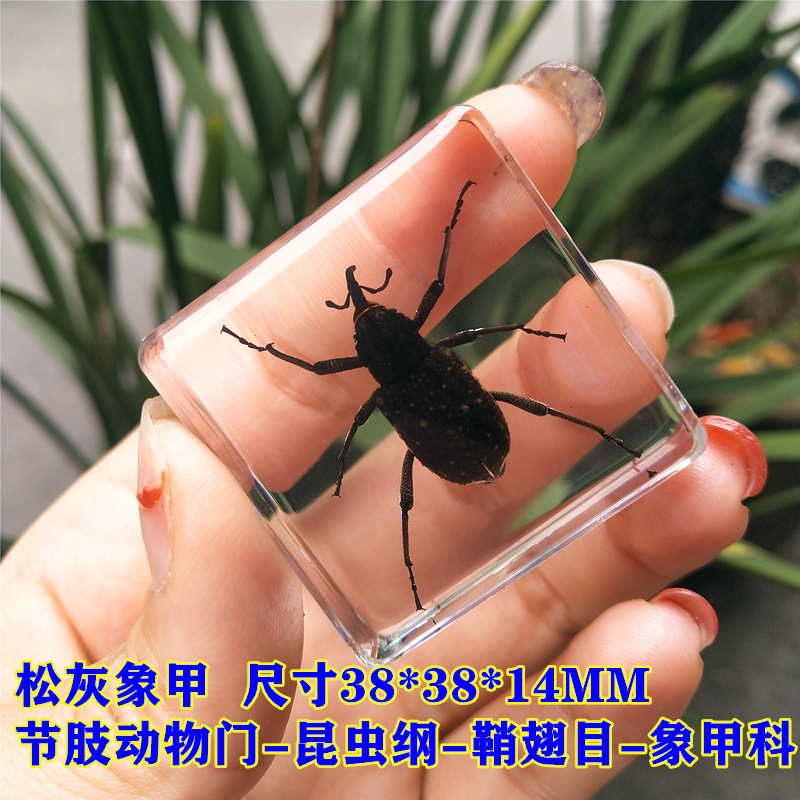 청록색 소나무 회색코딱지벌레 60%