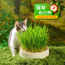 猫草盆栽水培盒种籽育苗盘懒人化毛球片猫薄荷种子自种幼猫咪零食
