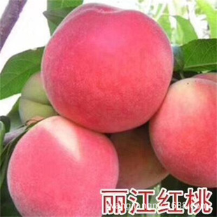 ����ѩ�Ҙ����S�����������ˮ����Ѫ���ҹ������Ե��Ԯ���Y��