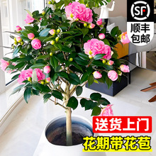 軨ļ׻ļɽ軨BͺGֲ