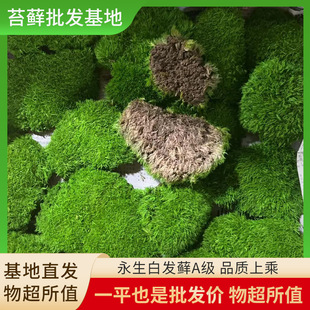 Moss Fresh Micro-Landscape Engineering Green Plant Bonsai Material Fresh Immortal White Hair A-Grade Shade-Dried Moss Wholesale