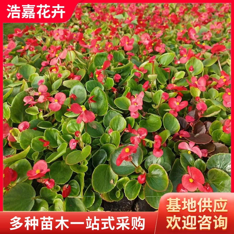 Четырехсезонные рассада цветов Бегонии в горшках, цветы для стола в парке на День Победы, четырехсезонные дорожные рассады, четырехсезонная Бегonia