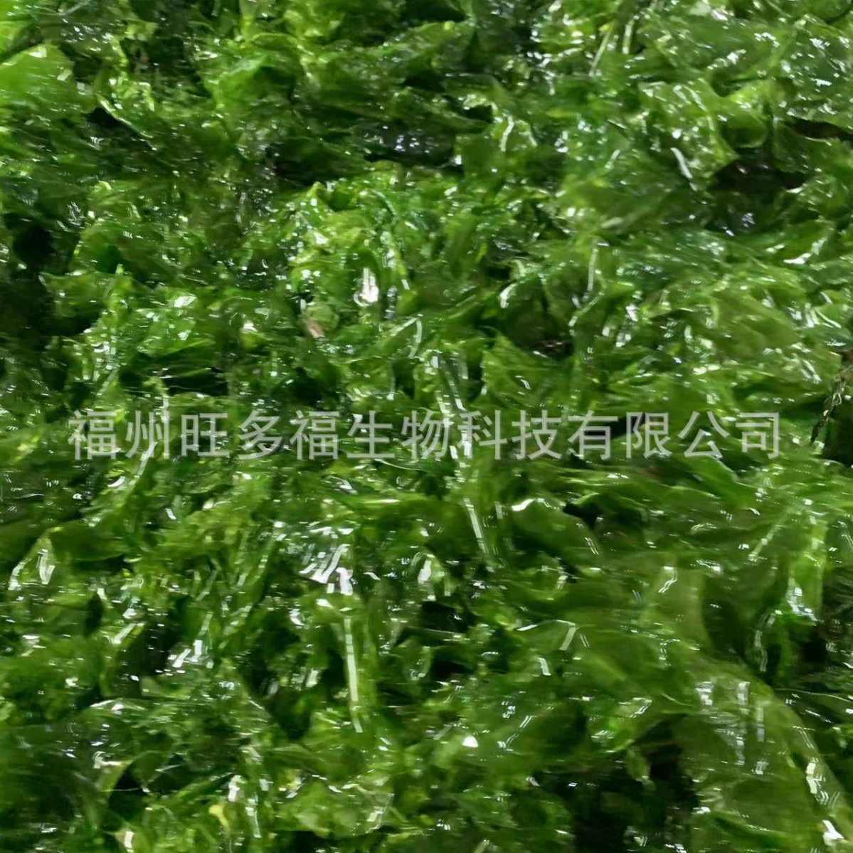 Морские водоросли/морские водоросли/сушеная ульва/зеленые водоросли, сушеные товары