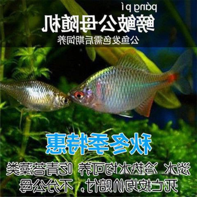 フナ、観賞魚、冷水魚、ネイティブ魚、カラフルなフナ、ハイボディフナ、小型淡水魚、飼いやすい|undefined