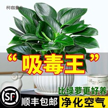�������ֲ���K��荾G�}�jˮ����~�Gֲ�����k���҃ȑ��˺���̫��