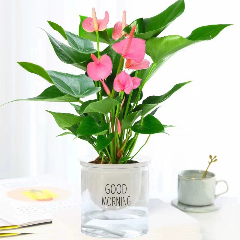 Розовая Пальма растение в горшке гладкое парусное гидропонное растение комнатные хорошие цветы большой горшок зеленое растение выращивание воды Антуриум Andraeanum Four Seasons Flowering