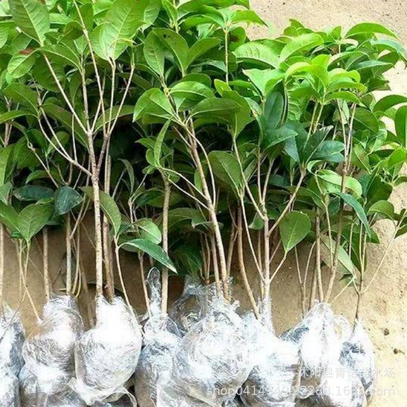 Основа поставляет большое количество саженцев османтуса, оптовая продажа четырехсезонных саженцев османтуса, морозостойких сортов и полных спецификаций для цветения в любое время года.