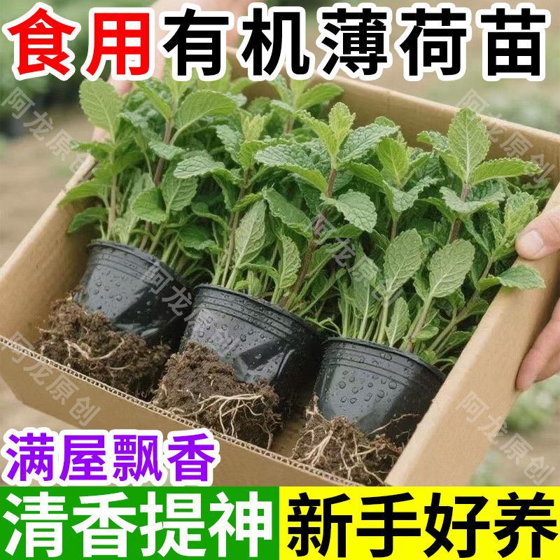 Edible Fresh Mint Seedlings, Mint Seedlings, Spearmint Indoor Potted Plants, Balcony Fragrant Mosquito-Repelling Plant Seedlings