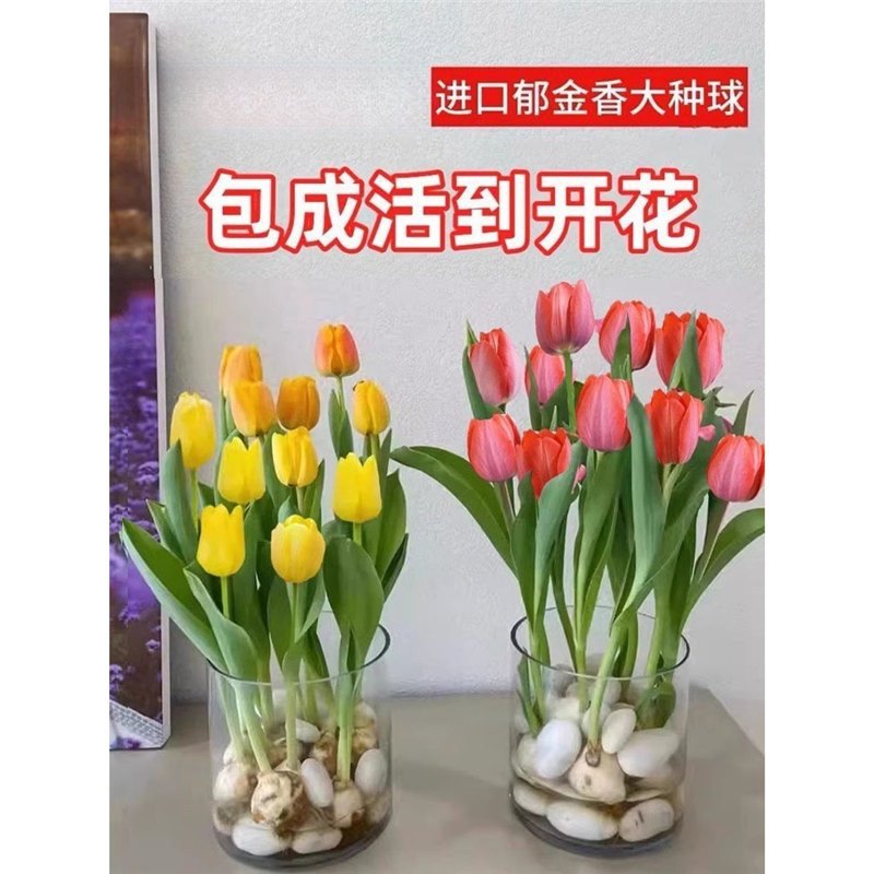 Mixed tulip 5 large bulbs + 2 packs of nutrient solution + 2 packs of fertilizer - 60 user favorites