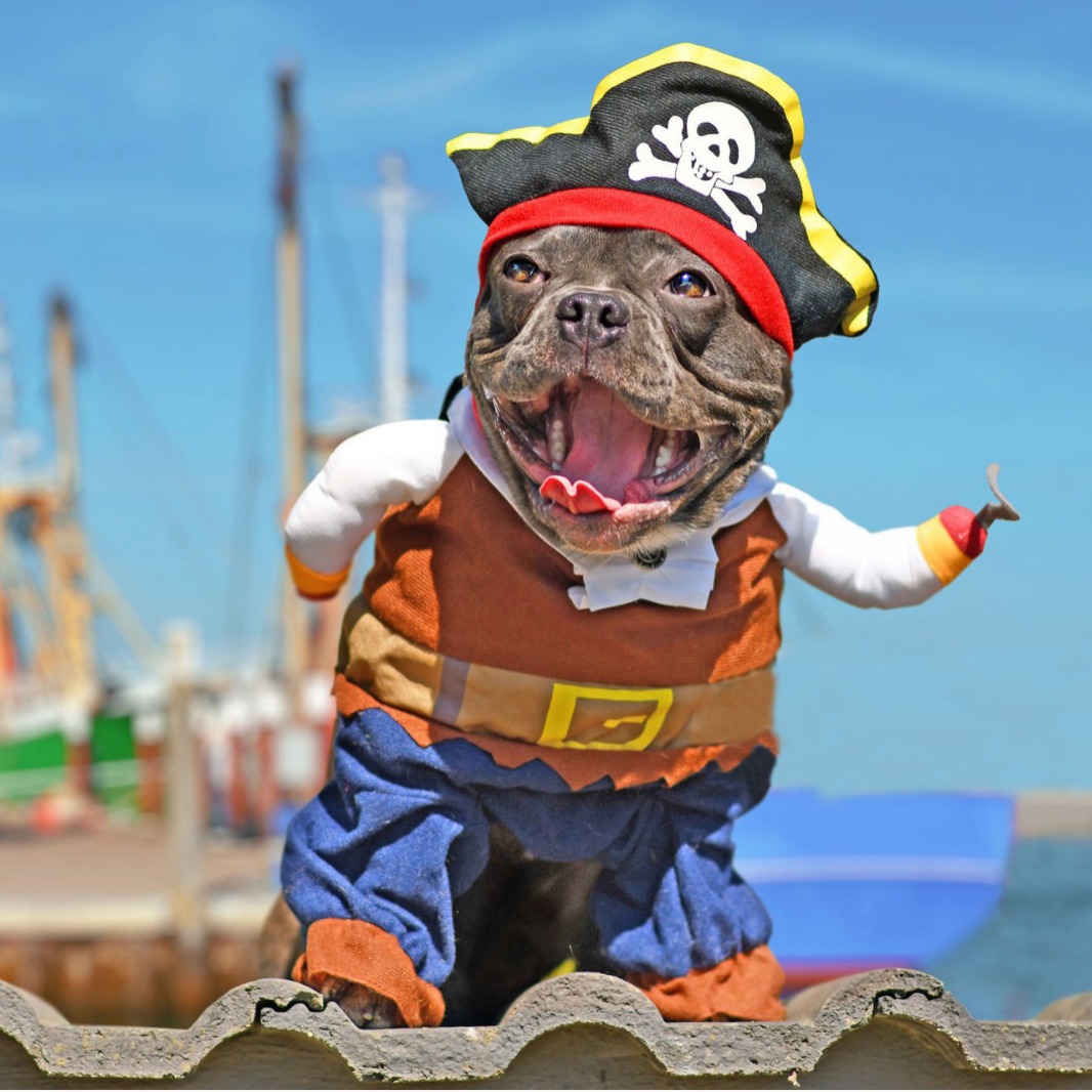 Transfronterizos Halloween mascotas piratas disfraz de gato pequeño y medio perro extraña ropa de mascotas al por mayor