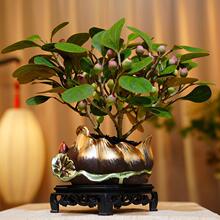 树盆栽带果苔藓球挂果室内茶台办公室桌面禅意叶老桩