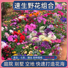【优选50种组合速生野花】耐寒花种多年生种子四季开花格桑花庭院