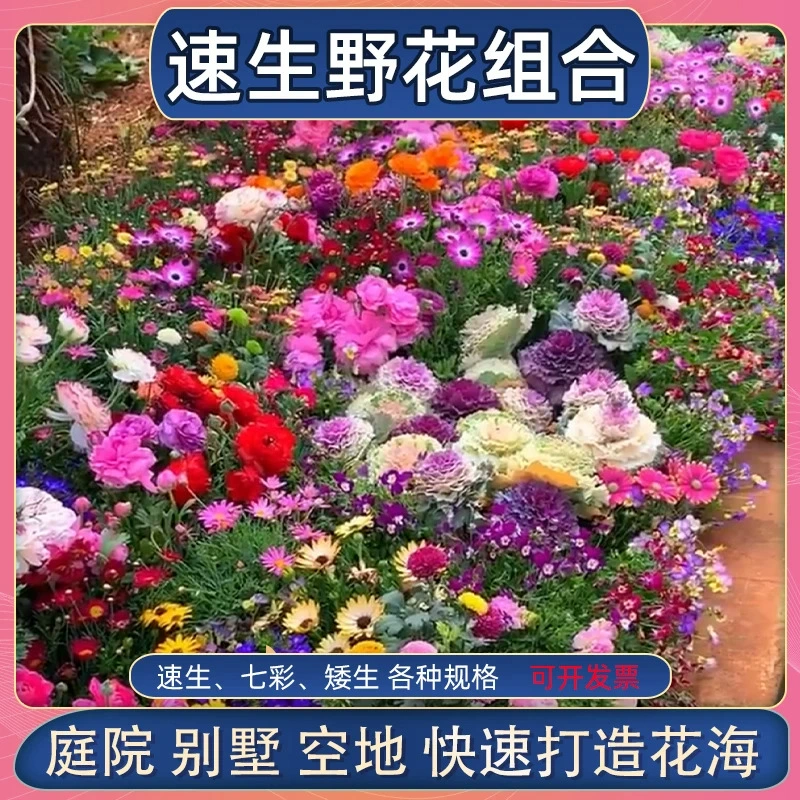 [Предпочтительные 50 комбинаций быстрорастущих полевых цветов] Морозостойкие семена цветов, многолетние семена, цветущие в любое время года, двор Гесангхуа