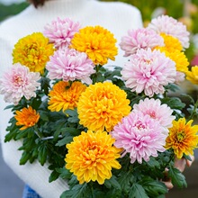 菊花盆栽耐热耐晒宿根植花卉带花苞阳台花园植物洋菊