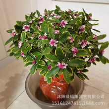 金边瑞香盆栽浓香型带花苞室内老桩客厅观花植物耐寒花卉四季开花