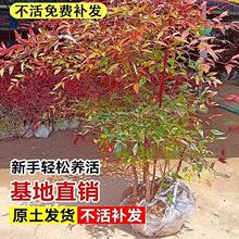 一件代发南天竹树苗老桩盆景火焰南天竹盆栽庭院植物耐寒绿化苗木