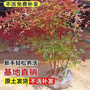 һ�����l����������Ϙ��辰��������������ͥԺֲ���ͺ��G����ľ