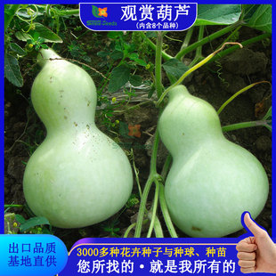 Ornamental Gourd Seeds, Home Gardening, Fun Hand-Twisted Gourd Flower Seeds, Garden Flower Bed Furniture, Flower Seeds