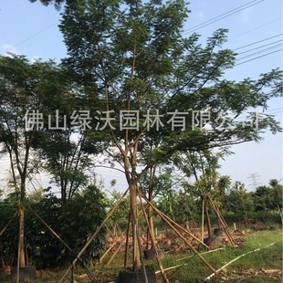 ����17-18����ȫ���P��ľ�����磬�t��麴��b��@�־G����ľ