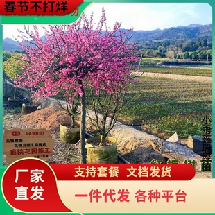 һ�����l�ͺ��t÷���������ͥԺ�������ļ�����ֲ�����t÷�D÷