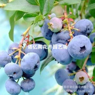 早蓝蓝莓树南北方庭院地栽大果早熟蓝莓果苗阳台盆栽四季当年结果