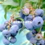 北方四季地栽大果蓝莓