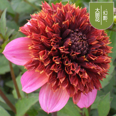 花のダリアの花はボールを植えます。|undefined