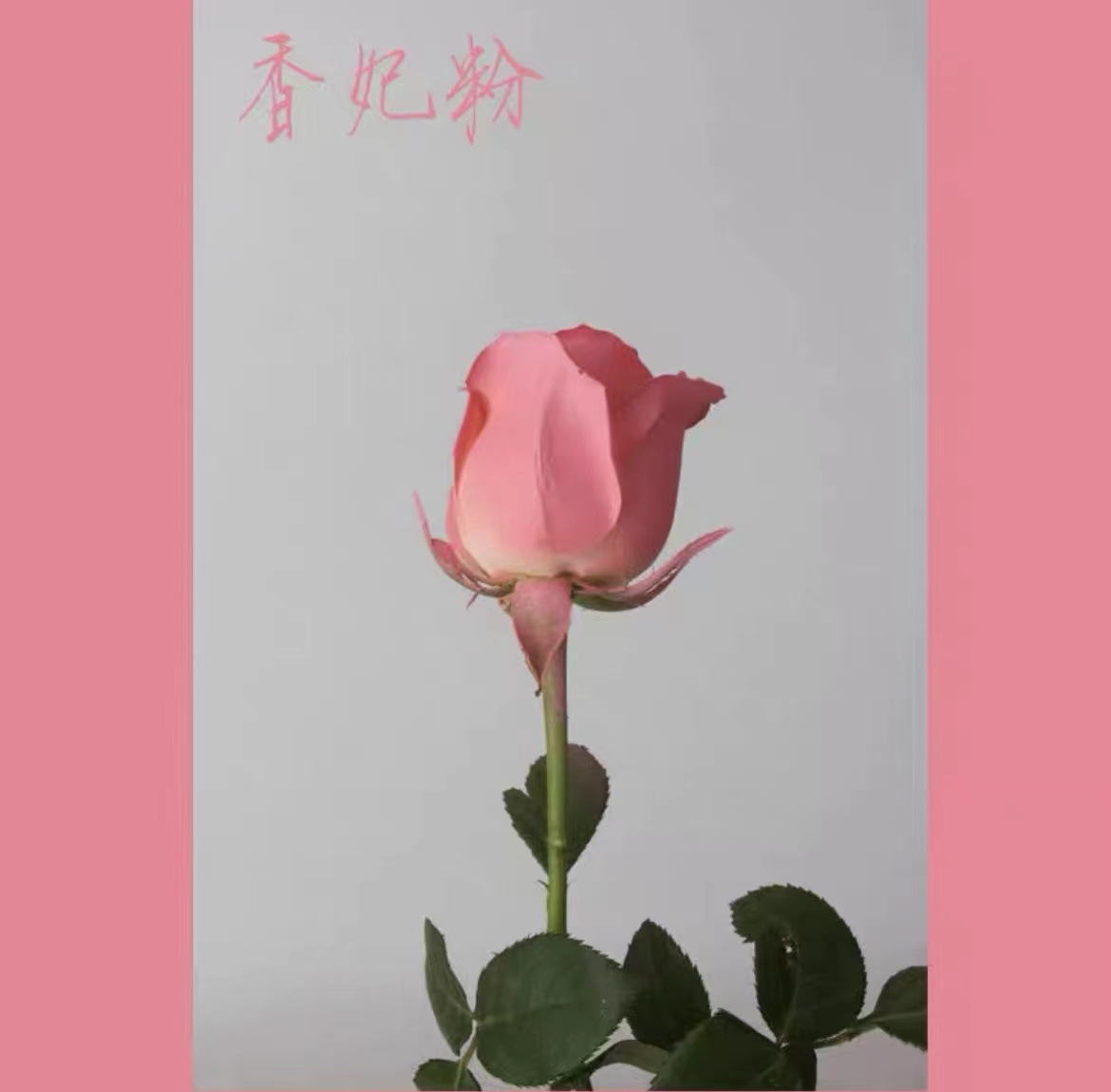 La pintura de aerosol de flores agente de pulverización de color mágico de hielo azul rosa aerosol a base de agua spray floral agente colorante 400ml en stock