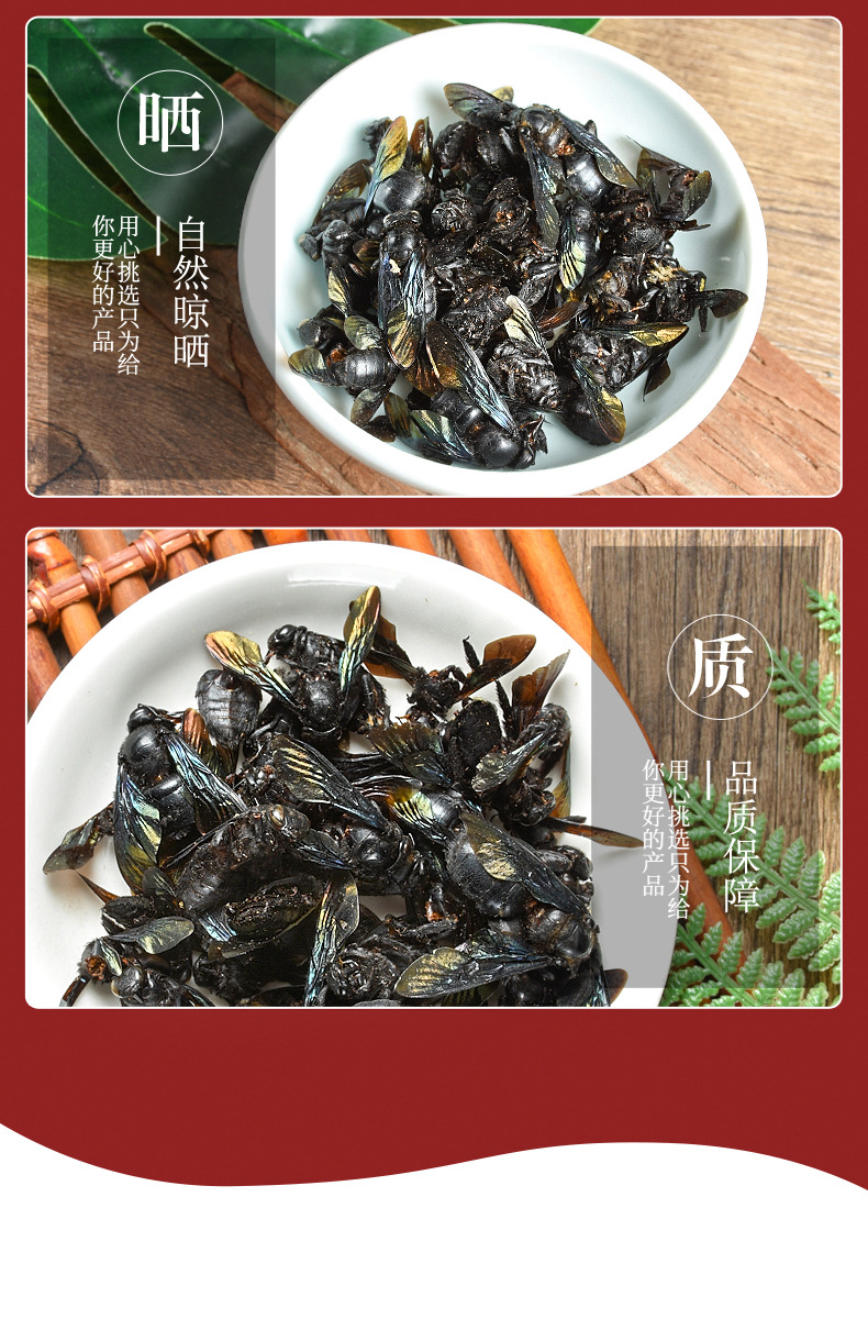 Bamboo Bee (Xylocopa dissimilis) — Dried TCM Insect Material, 500g Bulk Lot quality and texture