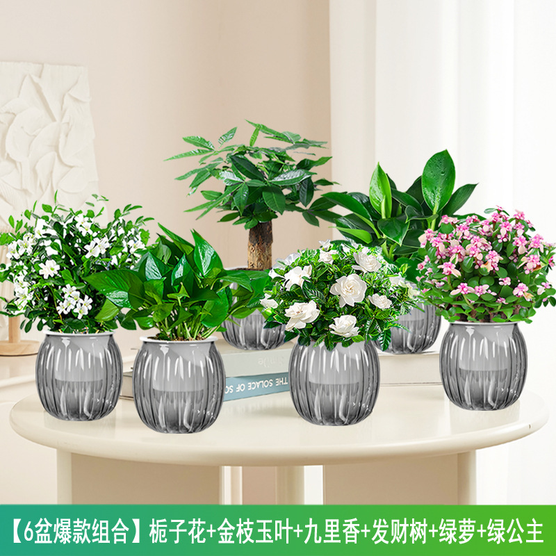 [6화분 핫스타 조합] 치자나무 + 황금가지와 옥잎 + 구리향 + 돈나무 + 포토스 +