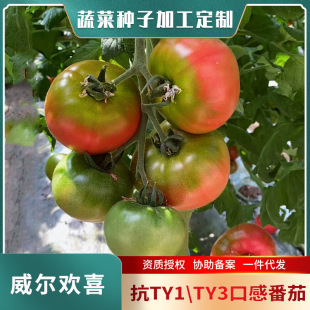 ��ݮ���ѷN��ˮ�����ѷN�������ļ��̨�����FƤ�����߲��ѷN��ȫ