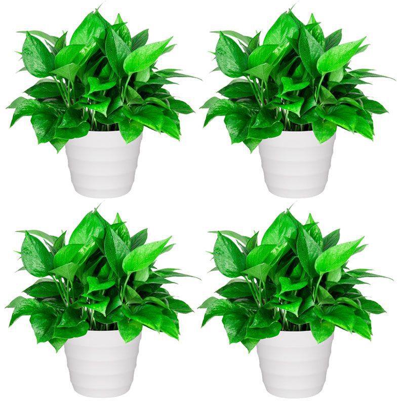 168 imitation ceramic white pot pothos 4 pots with absorbent basin + fertilizer