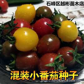 多彩番茄种子西红柿种籽多彩圣女果小番茄籽庭院盆栽水果番茄种孑
