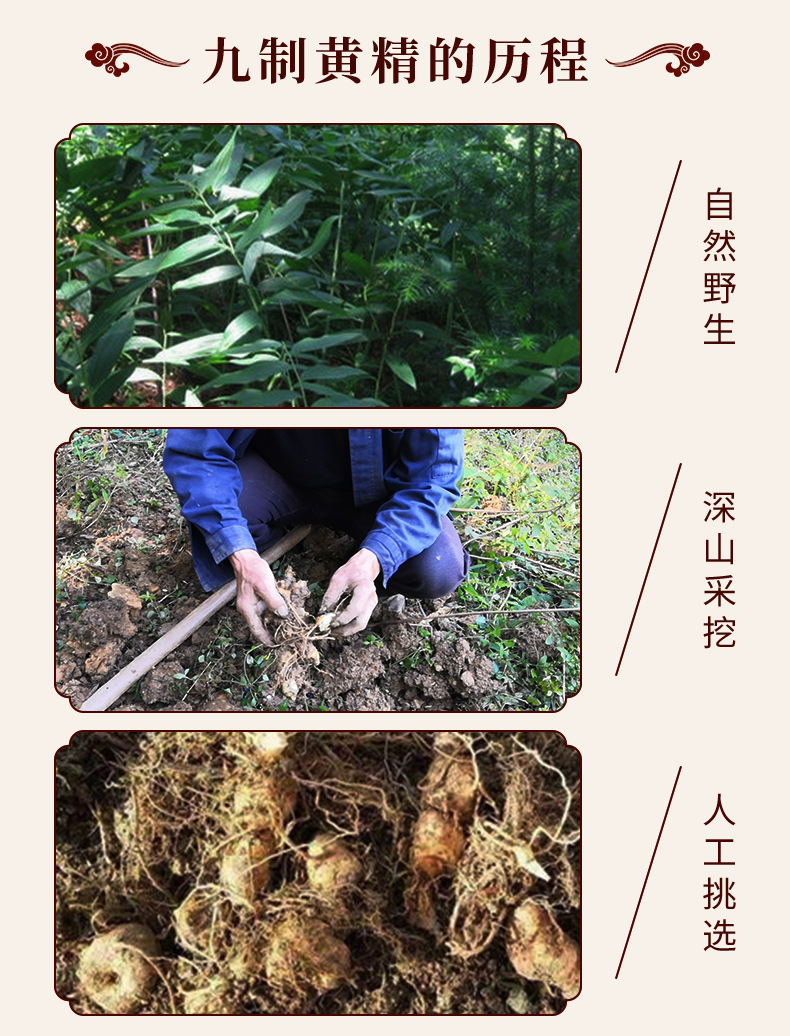 九华黄精_03.jpg