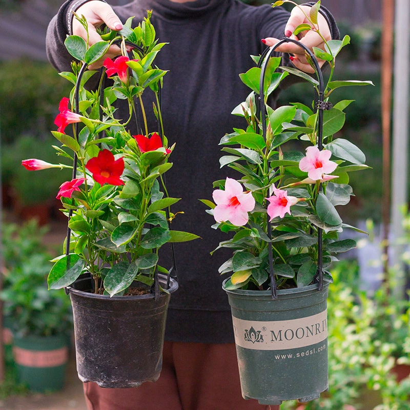 Wanli ароматная Виноградная лоза рассада цветов Shuangxi Vine Four Seasons открытые цветы вьющаяся лоза зеленые растения комнатный балкон с бутонами