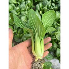 ϺСͲ˷NӴȫ˷NӷN̨_߲˷NӰײ˲ѷN